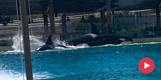 Orcas gehen in Aquarium aufeinander los – Wasser blutig | Nau.ch
