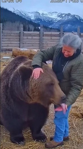 Bear Allows Man’s Hug—Unbelievable?! #naturemagic #animalshorts #wildlife #viralpost