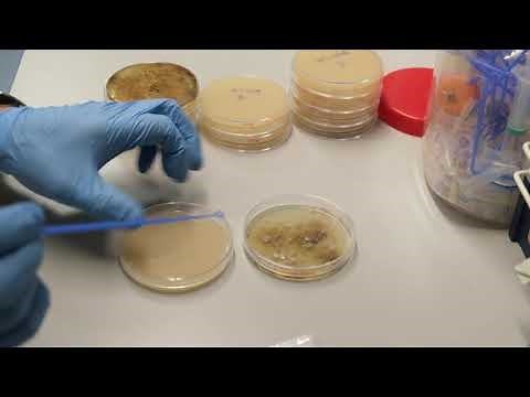IEM day 3 A - Streaking Streptomyces from soil plates