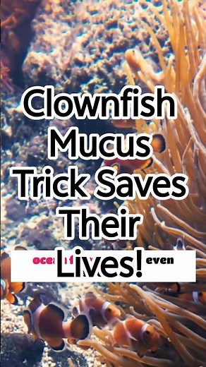 Clownfish mucus trick saves their lives!