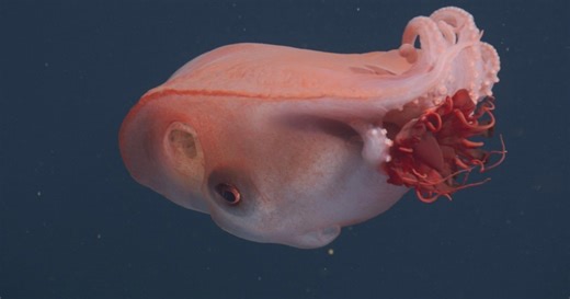 Rarely-Seen Seven-Arm 'Blob' Octopus Filmed by Underwater Camera