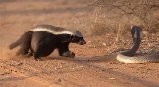 Two the story of hero Mongoose save other family from snake 1 save Honey Badger family 2 save eagle family | WildEarth Cam2