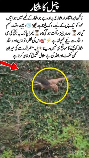 Falcon’s Frozen Moment in the Sky🦅✨#NaturePower #WildlifeWonder #BirdLovers #AmazingNature #Falcon