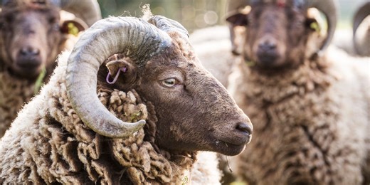 Meet the slow-growing and multi-horned rare sheep breed in Wiltshire