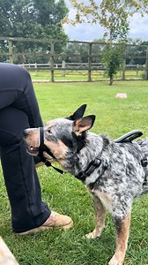 Are you making any of these common mistakes when fitting your dogs headcollar? ❌ A well-fitted headcollar ensures that your dog remains comfortable, can pant fully and even take treats, avoiding any pain or discomfort that could arise from a poorly adjusted or inappropriate size. | Company of Animals
