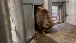 When daily torpor hits >> Boo Boo is a sleepy gal! She is making her bed and embracing cozy season. She collected all of her stinky straw from the corral and added it to her nest. 💤 📸: Keeper Jackie | John Ball Zoo