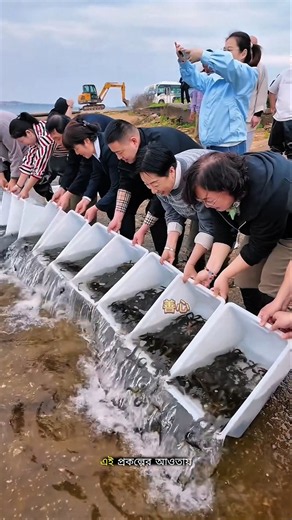 Why Does Japan Release Millions of Fish Into Its Rivers Every Year? 🐟🇯🇵#shorts #facts