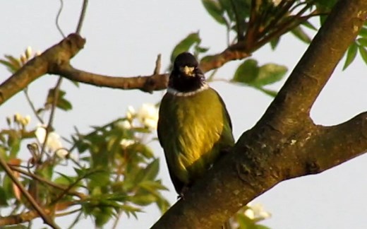 佳能sx420沉浸式打鸟
