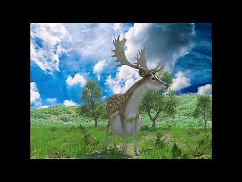 Animation test - Fallow deer's belly A