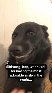 Dogs With The Cutest Smiles Ever!