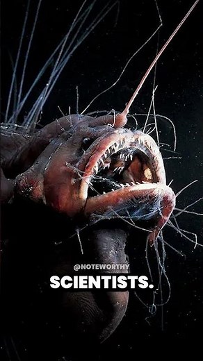 The Fish That Tried To Eat Nemo's Dad! The Sea Devil Anglerfish.