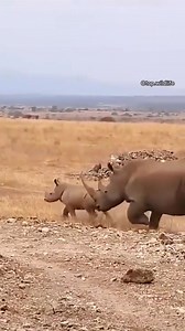 20K views · 242 reactions | Animals HD on Reels | Facebook