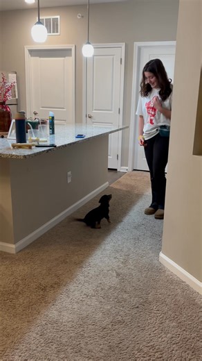 1.9K views · 24 reactions | Teaching the recall command should always...