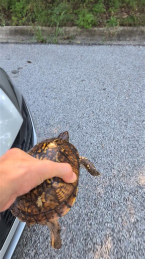 Box Turtle rescue