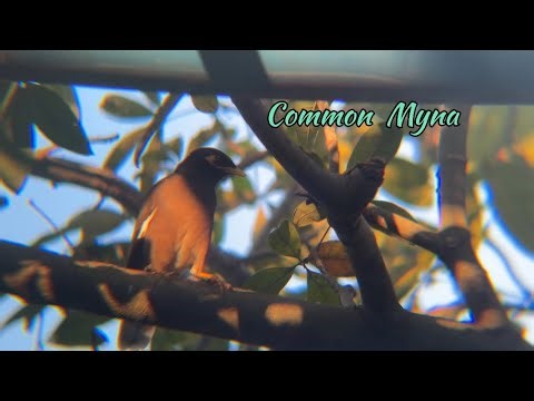 The common myna bird on the tree #insects #birds #naturelovers #youtube #nature #youtubevideo
