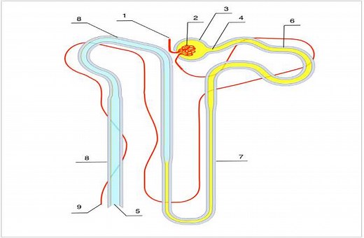 O que é néfron: anatomia, estrutura, fisiologia - Planeta Biologia