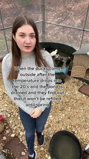 Winter Preparations for Ducks: Tiny Pools for Cold Weather