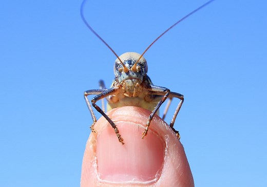 Cricket Symbolism & Meaning (  Totem, Spirit & Omens)