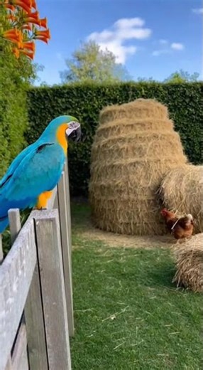Parrot Prank: Fart Noises & Chicken Jumps! 😂🐔