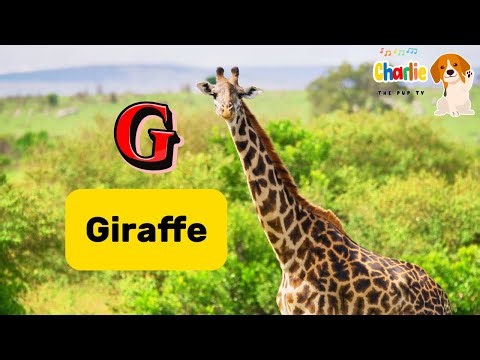 ABC Mammals Song for Kids | Learn the Alphabet #abcd #animals
