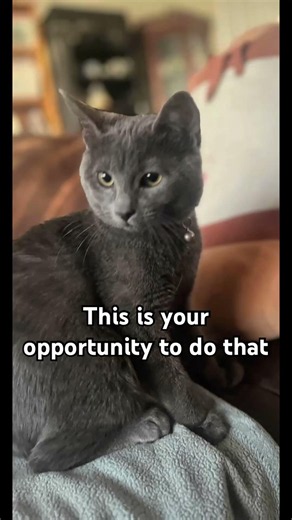 Wishful thinking #catsofyoutube #cat #funny #catmemes