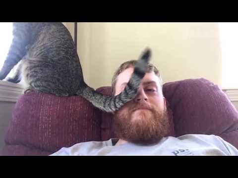 Funny Cat Fails Compilation by FailArmy 2016