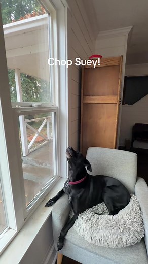 Dog Sings 'Chop Suey!' by System of a Down