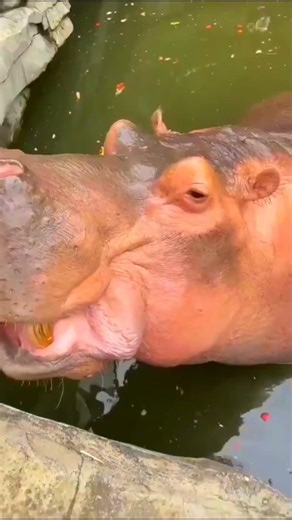 One of my favorite videos EVER 💀😂 #shorts