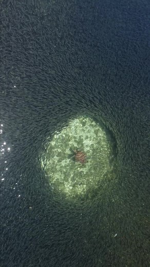 563K views · 6.2K reactions | Video by Gabriel Guzman (IG: underwater_images) A sea #turtle paving the way during a peaceful swim through masses of fish.  What's the most fascinating thing you've seen in the #ocean? | Discovery | Facebook