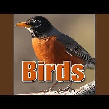 Bird, Seagulls - Large Flock of Ocean Seagulls Calling, Ambience Birds