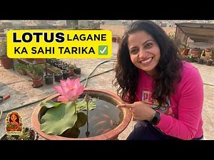 Kamal ugane ka sahi tarika! 🪴 Lotus Pot Setup & Growth Secrets