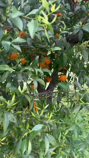 Pruning the mandarin tree