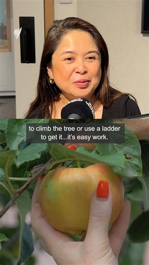 What does 'low hanging fruit' mean? 🍎🍊🍐 | SBS Filipino