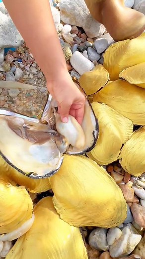 798K views · 4.4K reactions | Buteful Big Sea pearls sea stones Sea hunting Sea animals #Butiful #animals #pearls #seafood | sea animals | Facebook