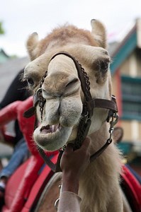 The Beardsley Zoo- the camels are back!