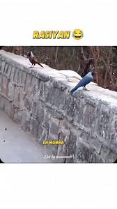 715K views · 10K reactions | Other crow colour vs last ☠️ | #edit #trollface #short | Eh Zone 999 | Facebook