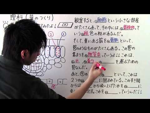 【理科】中1-6 葉のつくり