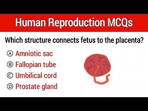 Human reproduction Mcqs | Reproductive system mcq