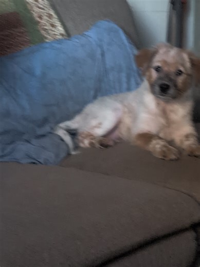 Tay's Journey with Floof: Foster Puppy Transformation