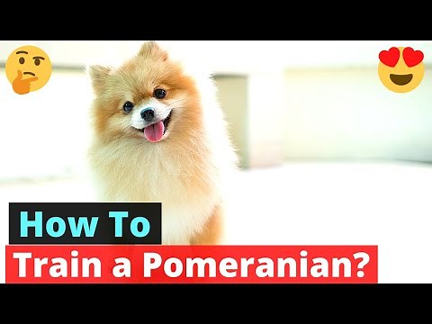 How to Train a Pomeranian dog? Pomeranian training Tips and Guide