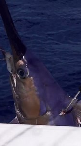70K views · 584 reactions | Incredible Swordfish Catch | South Florida Fishing Channel | Facebook
