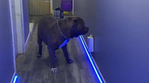 1.6M views · 4.1K reactions | So This Halloween decoration bit my dog  ❤️❤️ OMG KONG is the funniest dog on earth ❤️ the smile Is the ticket out of anything he thinks  smile in the face of danger.....he couldn’t decided if he should take it serious or not ❤️ he’s adorable ❤️ #ddklinenation | DarkDynastyK9s | Facebook