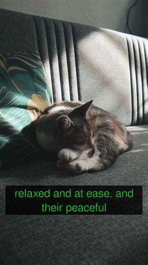 Soothing Cat Slumber #shorts