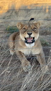 Walking up to Sebrina, one of our lionesses in the wild pride 🦁. She wasn’t too happy with us standing on the outside of her 180-hectare territory today — and she made sure we knew it! 👀 Sebrina is part of a pride of 7 lions living in a vast natural space. While they do hunt small prey on their own, we still provide them with weekly feedings to make sure they stay healthy and strong 💛. A true reminder of the wild power and spirit these lions carry every single day. #FelidaeWild #Lioness #Wild