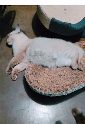 Mood: Antok kahit walang ginagawa. 😹🤭 #cat #catsoftiktok #meow #catlover #fyppppppppppppppppppppppp