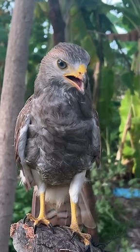 Hawk Sound Screaming😱 #shorts #hawk #birds #eagle #animals #wildlife