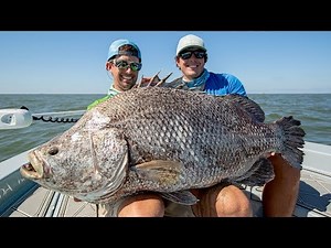 MASSIVE Record Size Tripletail Fish