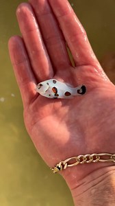 What fish should I add next?🤨 | The Fish Guys