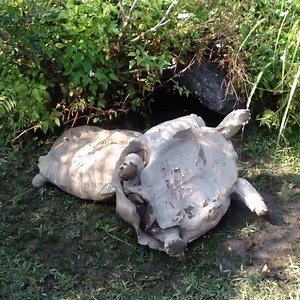 12M views · 2.5K reactions | Shelling out the helpfulness | Poke My Heart | Facebook