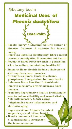 Date Palm| Powerful Medicinal Uses & Health Benefits #date #dates #datepalm #medicinalplants #fyp